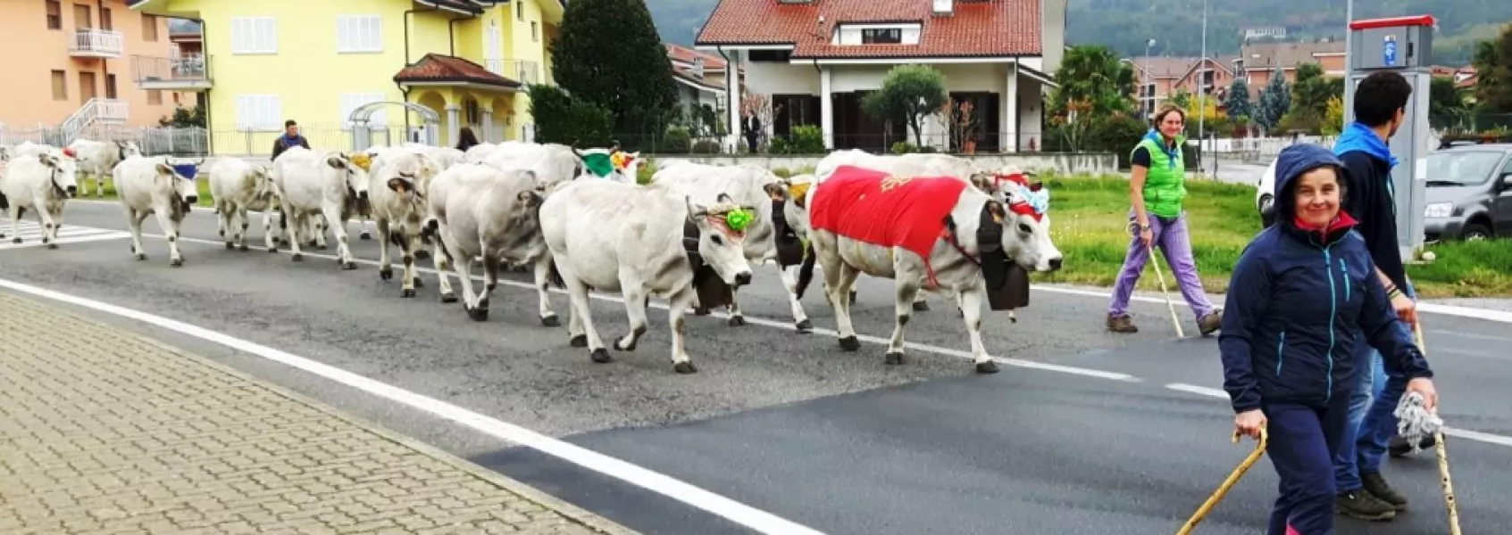 Oltre 150 vacche da carne di razza Piemontese dei fratelli Federica e Mauro Fino, di ritorno dalla valle Maira passano per le vie del centro