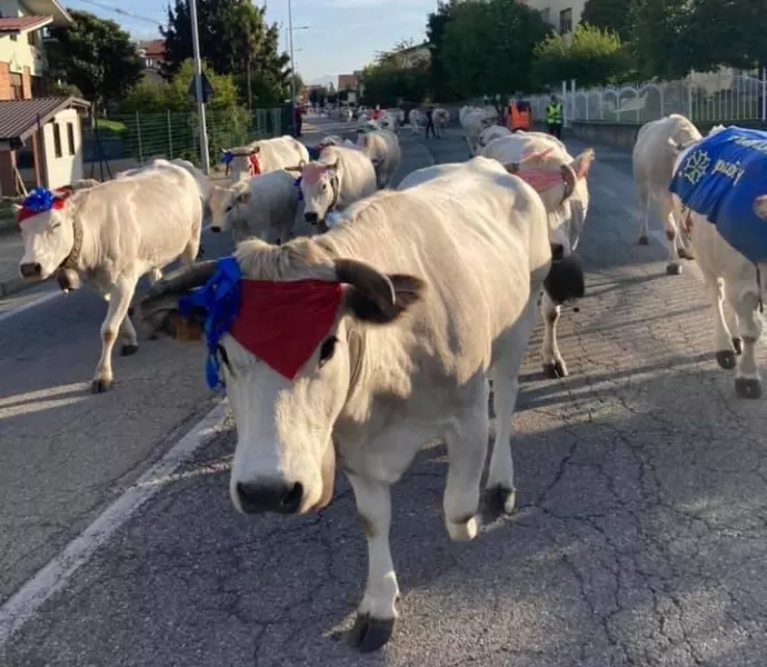 Sabato prossimo, 26 ottobre, verso le quattro del pomeriggio è previsto che si ripeta in centro città, passando per viale Concordia, in arrivo da via Rossana e verso via Braida, lo spettacolo della transumanza