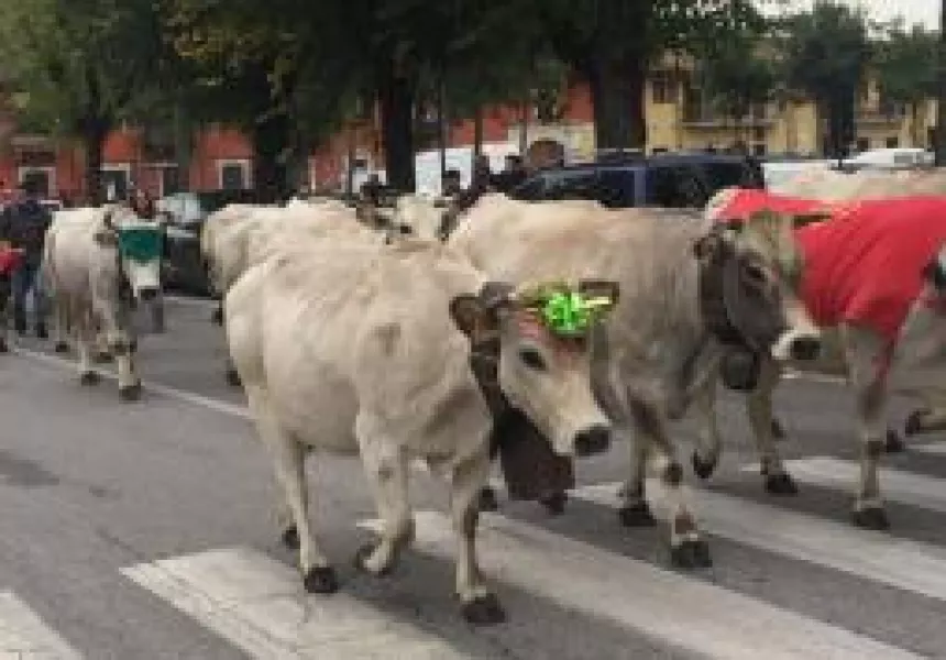 Sabato ritorna lo spettacolo della transumanza