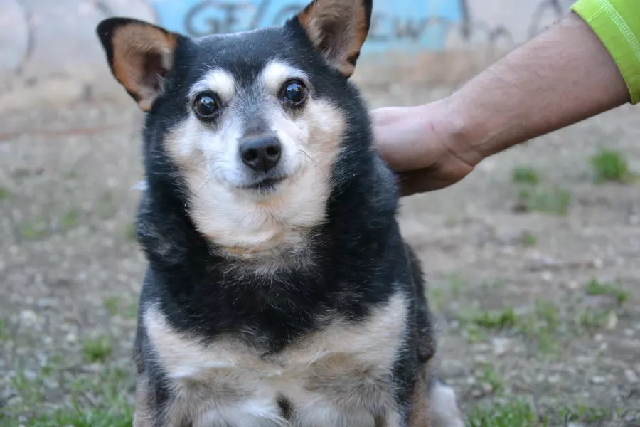 Nonnino, è un cane meticcio cieco