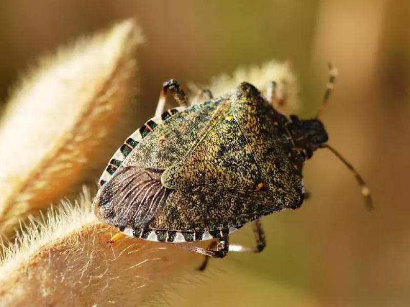 La Cimice Asiatica (Halyomorpha halys) si è diffusa ovunque anche in Italia