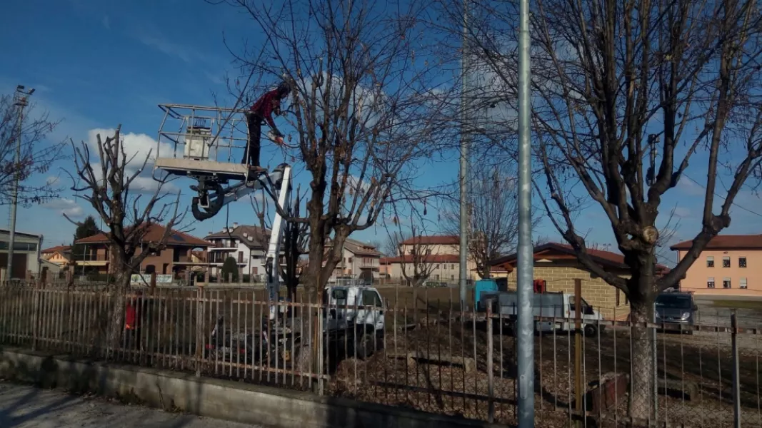 Sono in corso le potature degli alberi in viali e parchi comunali