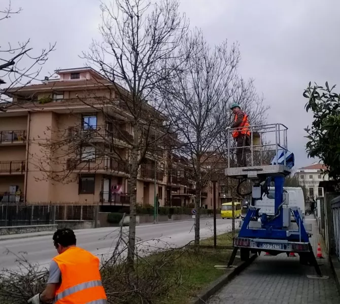 Si potano gli alberi di viali, parchi e piazze