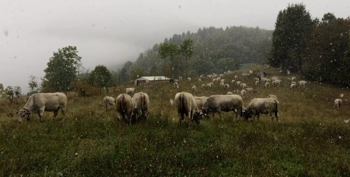 Oggi a Lemma la prima neve della stagione ha sorpreso la mandria dei fratelli Fino 