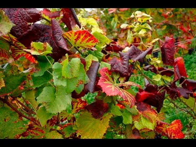 Flavescenza dorata della vite