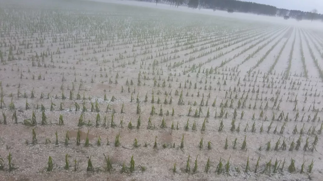 Un campo di mais della campagna buschese dopo la grandinata di ieri