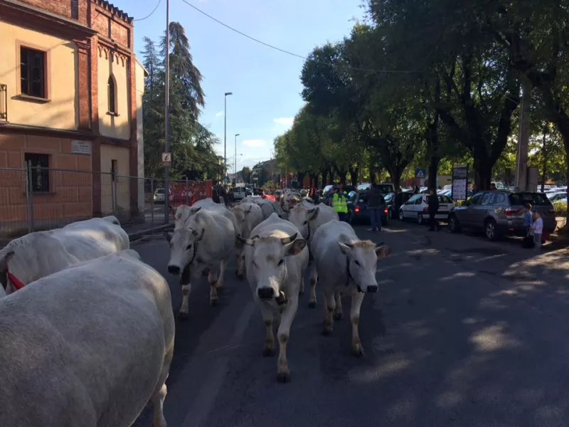 Un momento del passaggio della mandria in Busca dello scorso anno