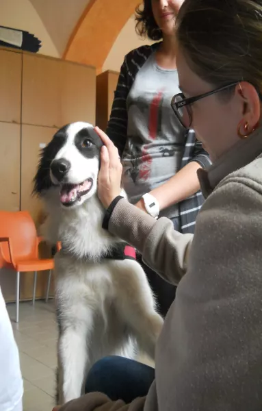 La pet–therapy  integrata  l'educazione, il sollievo, la fisioterapia con l'ausilio degli animali da compagnia