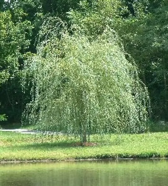 Il Comune piantera' dieci salici lungo il Talutto, nell'area verde di piazza Giovanni Paolo II