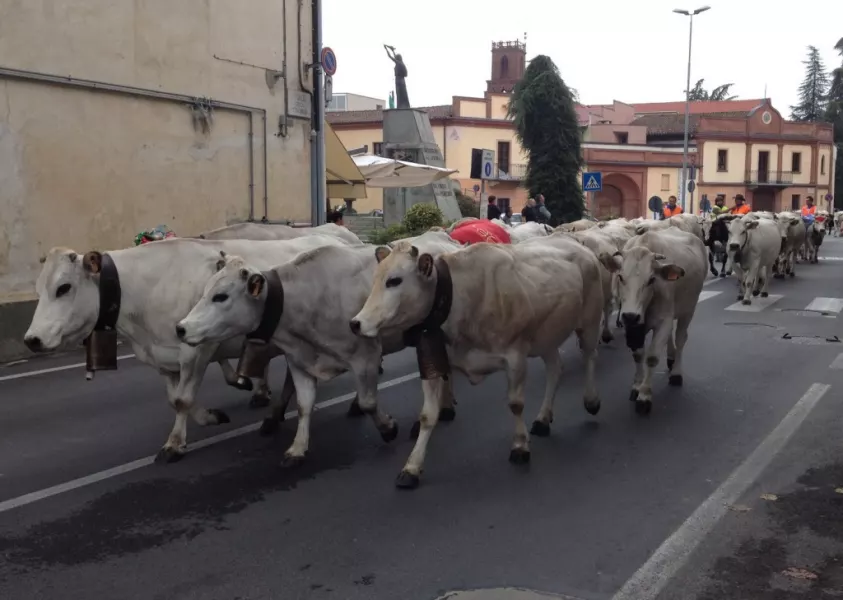 Il passaggio della mandria dello scorso  anno