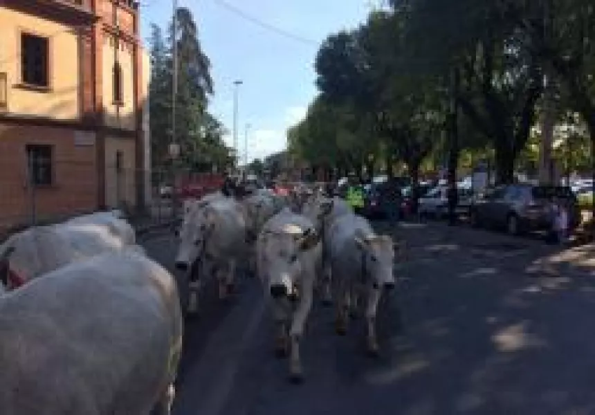 Sabato prossimo, 19 ottobre, verso le quattro del pomeriggio è previsto lo spettacolo antico della transumanza