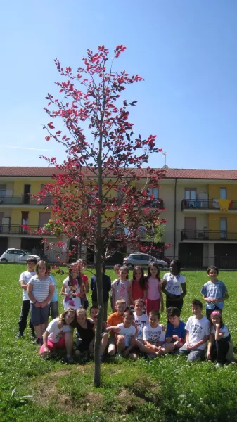 La cultura del verde e dell'ambiente si impara da piccoli: ritorna la Festa dell'Albero