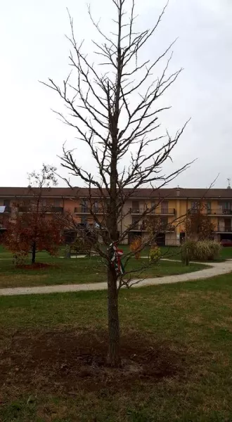 Una delle tre nuove piante messe a dimora nel parco dell'Infinito per la Festa dell'Albero