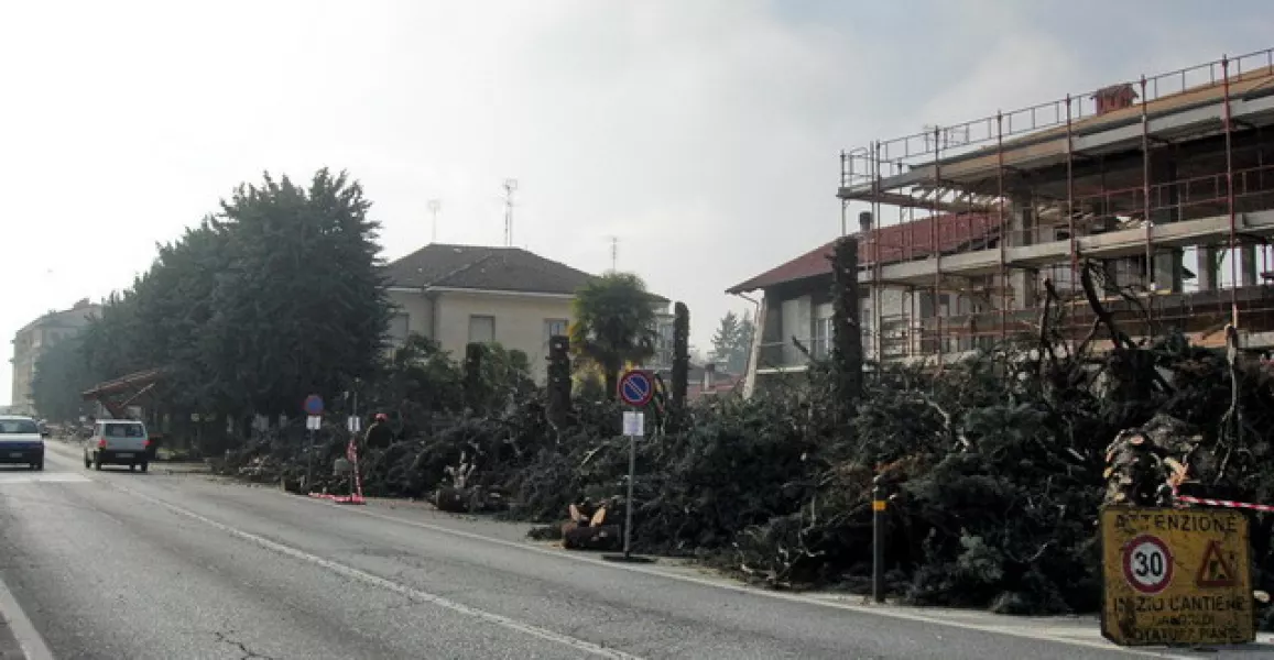 I cipressi di viale Concordia da domani... non ci saranno più