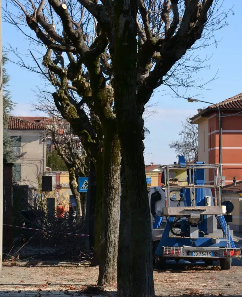 Avviata la potatura degli alberi lungo i viali e nelle piazze del centro