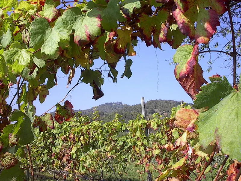 Viti dopo la vendemmia, sullo sfondo la collina di Busca