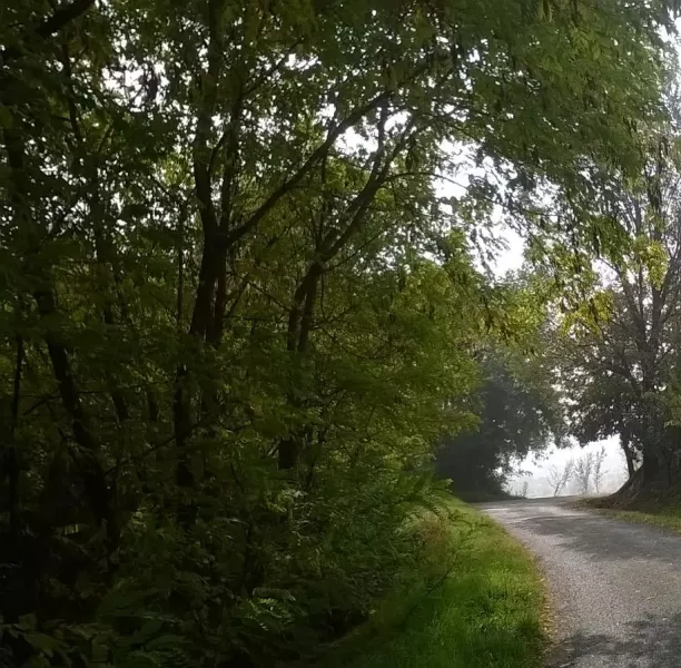 I proprietari dei terreni confinanti con le strade comunali, vicinali, le piste pastorali e i sentieri ad uso pubblico devono provvedere direttamente entro il prossimo 5 maggio a tagliare e sgombrare la vegetazione e le piante che risultino pericolose o di intralcio al transito