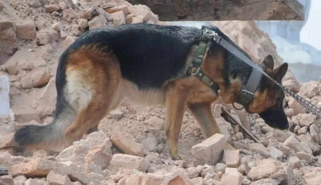 I cani addestrati alla ricerca di persone, insieme ai loro conduttori, sono indispensabili in tanti scenari d'emergenza e le esercitazioni coordinate  fra diversi gruppi sono fondamentali per essere sempre pronti all'intervento