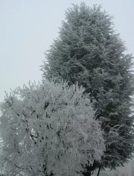 Alberi fioriti di bianco