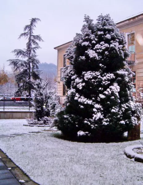 Prima neve dell'inverno 2008-2009 nel giardino del municipio