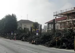 I cipressi di viale Concordia da domani... non ci saranno più