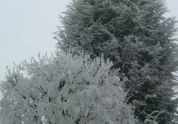 Alberi fioriti di bianco