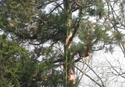 Dimostrazione di tree climbing nel parco