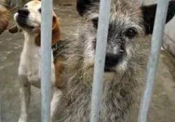 Simba, maschio, sale e pepe, taglia piccola, 6 anni: uno dei cani da cui... farsi amare