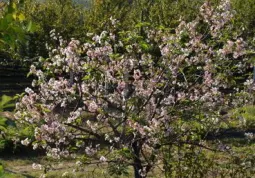 Un ciliegio fiorito sulle colline di Busca in ottobre 