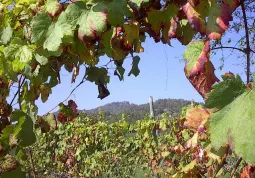 Viti dopo la vendemmia, sullo sfondo la collina di Busca