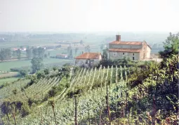 La chiesa romanica di San Martino sulla sua collina coltivata a vigenti