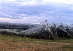 Gli impianti di protezione dei frutteti sono stati abbattuti dal peso della grandine 