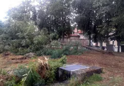 Alberi sradicati in frazione San Giuseppe