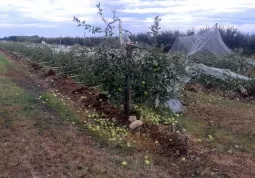 Un frutteto in zona San Giuseppe 