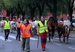 L'arrivo in centro:  qui nei pressi piazza Fratelli Mariano, che un tempo ospitava il mercato del bestiame