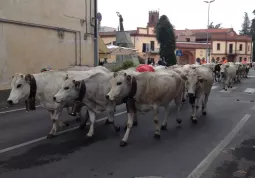 La mandria prosegue verso casa