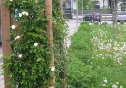 Rose fiorite in piazza Dante