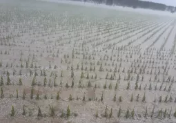 Campo di mais devastato dalla grandine di oggi pomeriggio in una foto ripresa da Facebook