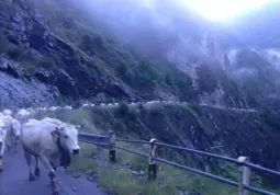 L'immagine scattata da Federica Fino il 13 giugno scorso quando la mandria aveva raggiunto il pascolo in alta valle Maira