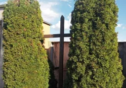 La croce e gli alberi