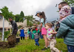La messa a dimora dell'acero campestre