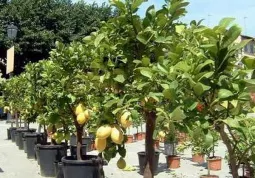 Limoni e altre piante da agrumi sabato e domenica al Roccolo