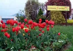 Busca Comune fiorito (foto d'archivio... in attesa della primavera)