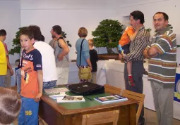 Festa del Fiore, esposizione di bonsai nei locali dell'Ufficio Turistico