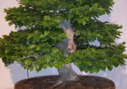 Uno dei Bonsai esposti, Faggio