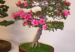 Uno dei Bonsai esposti, Azalea