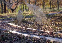 I bambù nel giardino dell'Udito