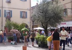 BUSCA EVENTI. Festa del Fiore 2006, il giardino allestito in Piazza della Rossa