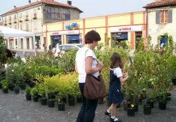 BUSCA EVENTI. Piazza Savoia per la Festa del Fiore2